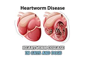 See more of american heartworm society on facebook. Heartworm Disease In Cats And Dogs Miami Pet Concierge