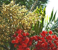 Image result for Wodyetia