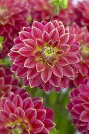 Flowers Beautiful Flowers Dahlia Flower Amazing Flowers