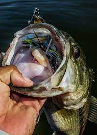 War Eagle Spinnerbait Review Wired2fish Scout War Eagle Bass Fishing Bass Fishing Tips