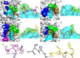 Postmarket drug safety information for patients and providers. Structural And Kinetic Basis For The Selectivity Of Aducanumab For Aggregated Forms Of Amyloid B Scientific Reports