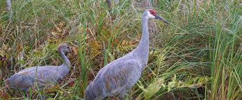 As a train approached the station's crane, a clerk on board prepared a catcher arm to snatch the mailbag in the wink of an eye. The Sound Of Cranes Huron Clinton Metroparks