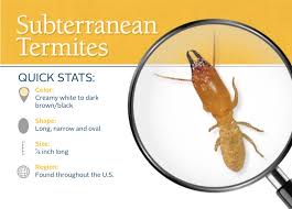 Have you discovered termite damage? Subterranean Termites In Kingwood Texas Kingwood Pest Control