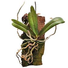 Image result for Aerangis