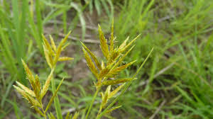 Image result for Cyperus tenuiculmis