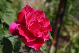 Wenn am pfingstsonntag die sonne scheint, so dürfen die bäcker wein trinken, denn es geräth der weizen. Rose Zum Pfingstsonntag Foto Bild Rosen Makro Natur Bilder Auf Fotocommunity
