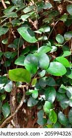 Image result for Cissampelos mucronata