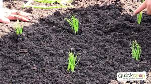 Plant each one about 1/2 inch deep in a small hole. How To Grow Spring Onions A Handy Step By Step Guide Youtube