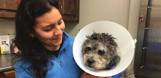 SUCCESS BY THE NUMBERS In FY 2016-2017 FINANCIALS WHO WE ARE Our Mission  Our Vision WHO WE ARE TexVetPets.org Memorial Gift Prog