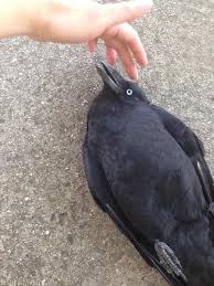 Zerostatereflex Pet Raven Cute Funny Animals Cute Animals