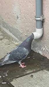 Pin By Os Aou On Draw Your Oc In 2020 Cute Memes Funny Animal Memes Animal Memes