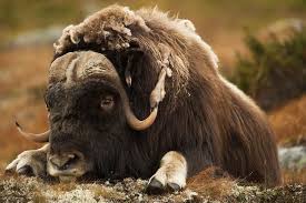 Can you make a baby at home with mosie? Roger Brendhagen Wwf Bloggen Var Verden Animals Wild Animals Beautiful Wildlife Animals