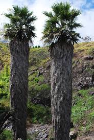 Image result for Wiesneria filifolia