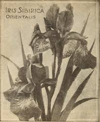 Image from page 107 of "Childs' spring 1930 55th year : no…