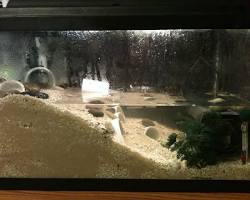 Crabs aquarium pet
