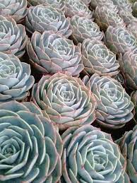 Pin On Best Cacti And Succulents