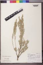 De indio y mestiza, nace coyote. Greatergood Flora Artemisia Tridentata