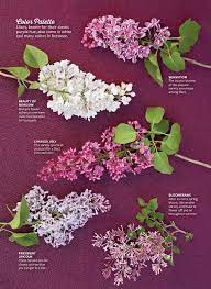 I Love That Purple Lilacs Symbolize The First Emotions Of Love While White Lilacs Represent Youthful Innocence Don T You Love Th Lilac Healthy Plants Flowers