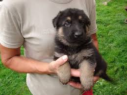 While there are probably some german shepherd husky mix breeds that would do well in an apartment or. 6 Week Old German Shepherd Health And Care Feeding