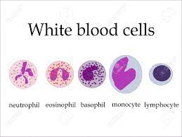 Huge collection, amazing choice, 100+ million high quality, affordable rf and rm images. White Blood Cells As Seen Under Microscope Royalty Free Cliparts Vectors And Stock Illustration Image 4262889