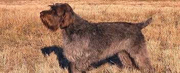 Buy or research wirehaired pointing griffon puppies. Wirehaired Pointing Griffon Dog Breed Profile Petfinder