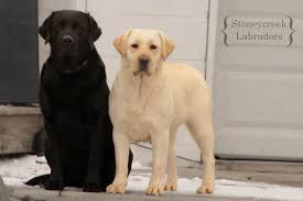 Update born today july 6! Stoney Creek Labradors Stoney Creek Labradors Home Page English Labrador Labrador Puppies For Sale Labrador Breeders