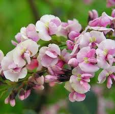 Image result for Hardenbergia