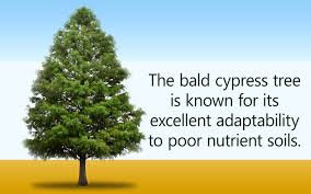 By august, the bagworm's home reaches one and a half to two inches in length. How To Grow A Bald Cypress Tree Gardenerdy