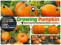 Pumpkins have a long growing season. Growing Pumpkin How To Grow Pumpkin Step By Step Ideas