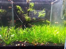 Аквариумные растения укореняющиеся в грунте. Cryptocoryne Parva Discus Com