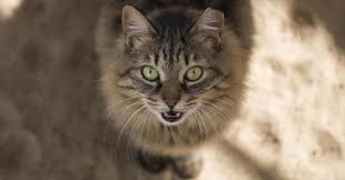 We did not find results for: Giornata Del Gatto Ecco Quanto Costa Mantenere Un Felino Gatti Felino Proprietari Di Cani