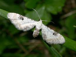 Image result for Eupithecia centaureata