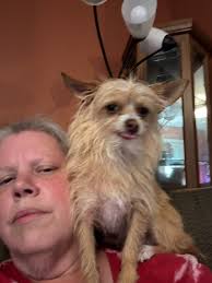 ISO a small dog (10-30lbs) I have a chihuahua mix that I am looking to get  a friend for!