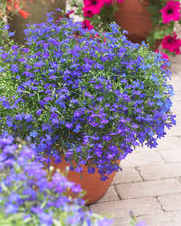 Image result for Lobelia erinus