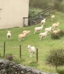 Umumnya sapi, domba dan kambing Video Rakaman Kambing Biri Biri Beku Di Ladang Cetus Teori Dalam Kalangan Warganet