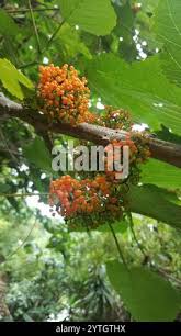 Image result for Urera