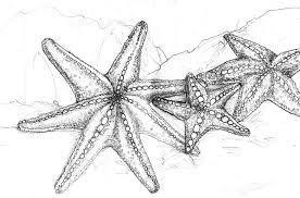 How to draw a sea shell. Drawing Realistic Drawing Star Fish Novocom Top