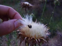 Pin On Herbal Home Remedies