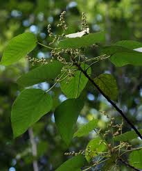 Image result for Macaranga capensis