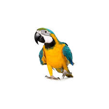 Parrot For Sale Or Adoption Advance Fee Scams Parrot Blue Gold Macaw Macaw