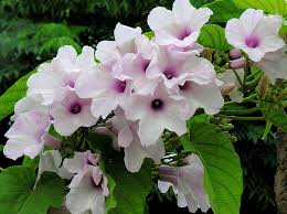 Image result for Ipomoea carnea