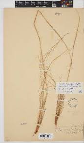 Image result for Diheteropogon amplectens