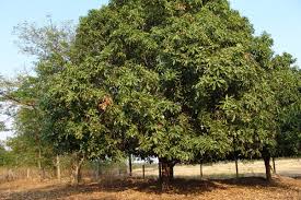 Mangoes take several years to develop and may never produce fruit. At What Distance Should A Mango Tree Be Planted From Building Walls Quora