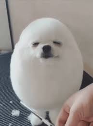 easter egg dog gif easteregg dog grooming discover share gifs puppies cute dogs cute pomeranian