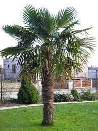 Palmen wachsen normalerweise in humusarmen, durchlässigen böden. 250 Cm Hanfpalme Trachycarpus Fortunei Freilandpalme Winterhart Bis Ca 19 C Garten Terrasse Pflanzen S Palmen Garten Schnell Wachsende Baume Pflanzen