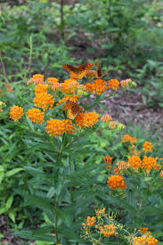 Expressions unlimited 212 retreat street. Thompson Growers Westminster Sc Mike S Backyard Nursery
