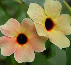 Image result for Thunbergianthus