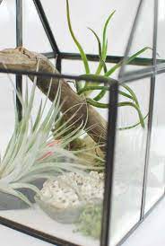 Air plants, bubble terrariums, and natural creations. How To Make An Air Plant Terrarium To Display Your Plant Pets The Garden Glove