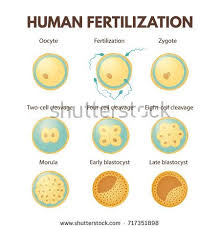 Image Result For Zygote Development Diagram Nursing Students Image Human