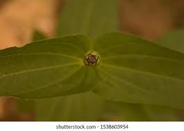 Image result for Microglossa